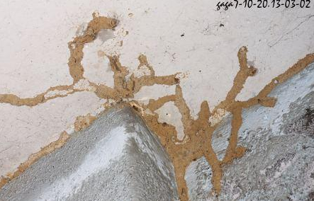 潮州杀治白蚁